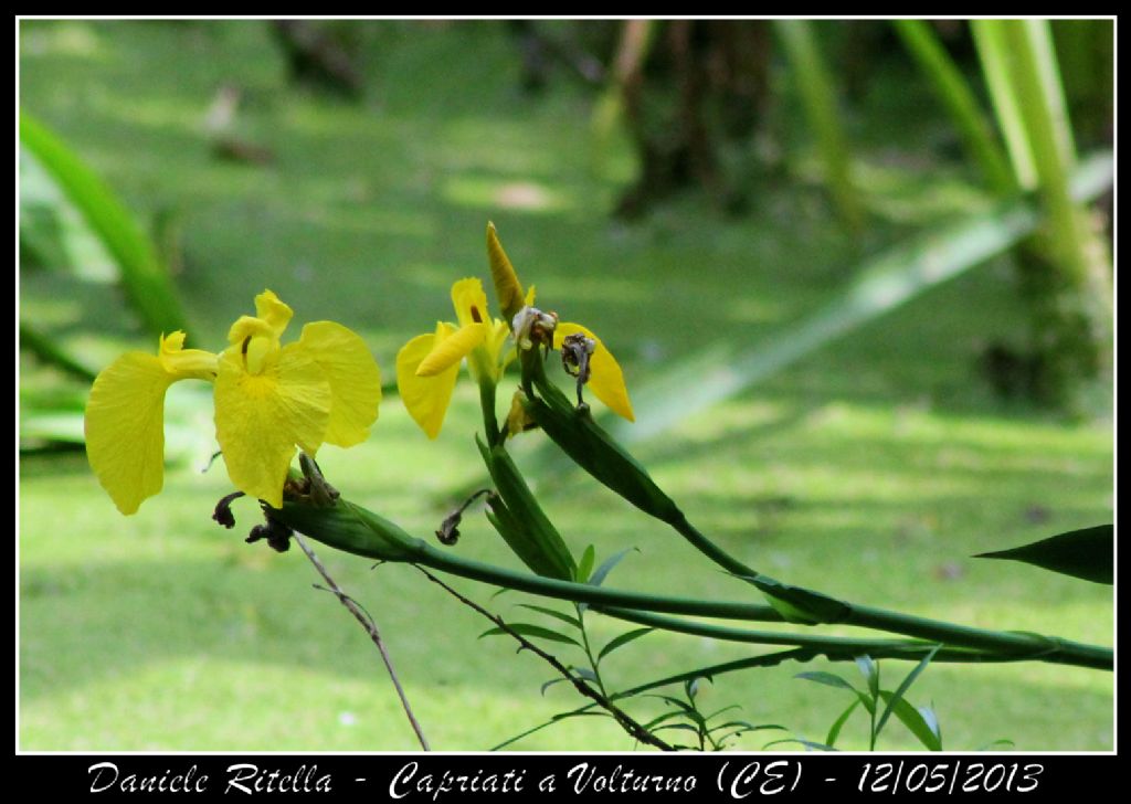 Capriati a Volturno (CE) - Iris pseudacorus